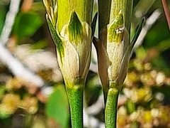 Dianthus lanceolatus