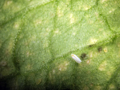 Bemisia argentifolii