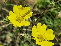 Potentilla recta