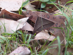 Epidesmia hypenaria