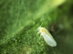 Bemisia argentifolii