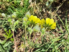 Potentilla recta