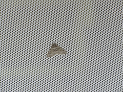 Phigalia denticulata