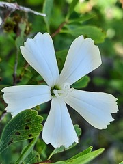 Dianthus lanceolatus