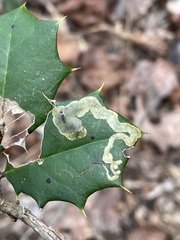 Phytomyza ilicicola