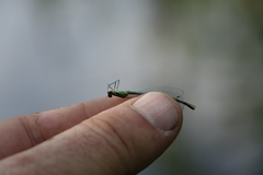 Coenagrion