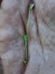 Viola kitaibeliana