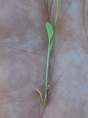 Viola kitaibeliana