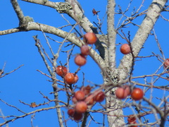 Diospyros virginiana