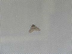 Phigalia denticulata