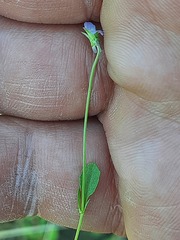 Viola kitaibeliana