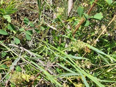 Dianthus lanceolatus