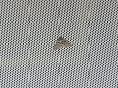 Phigalia denticulata