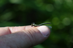 Coenagrion