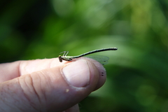 Coenagrion