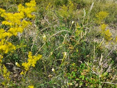 Dianthus lanceolatus