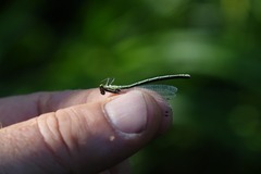 Coenagrion