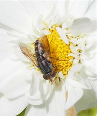 Protomiltogramma laticeps