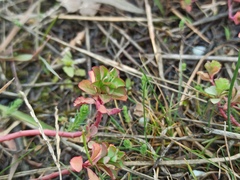 Euphorbia helioscopia
