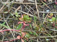 Euphorbia helioscopia
