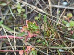 Euphorbia helioscopia