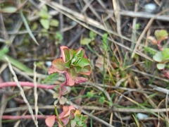 Euphorbia helioscopia