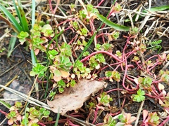 Euphorbia helioscopia