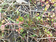 Euphorbia helioscopia