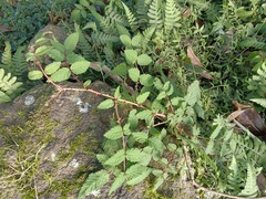 Rubus croceacanthus