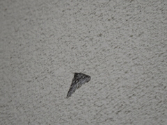 Phigalia denticulata