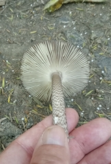 Amanita pekeoides