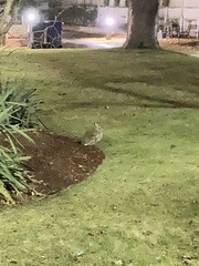 Sylvilagus floridanus