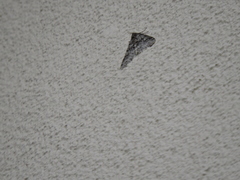 Phigalia denticulata