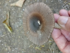 Amanita pekeoides