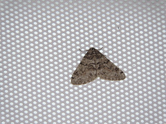 Phigalia denticulata