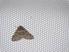 Phigalia denticulata