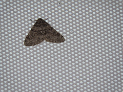 Phigalia denticulata