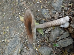 Amanita pekeoides