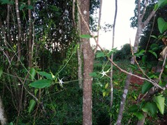 Oxypetalum mosenii