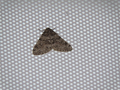 Phigalia denticulata