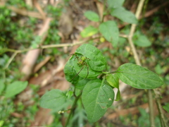 Sidymella rubrosignata