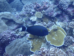 Acanthurus xanthopterus