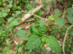 Sidymella rubrosignata