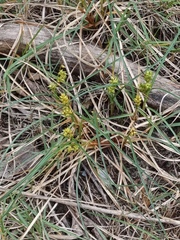 Carex pumila