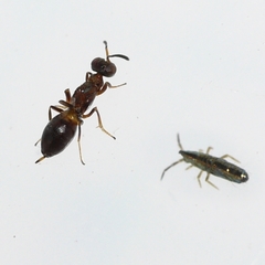 Eupelmus vesicularis