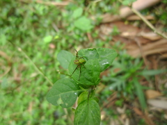 Sidymella rubrosignata