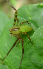 Sidymella rubrosignata