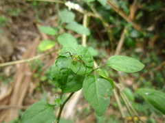 Sidymella rubrosignata