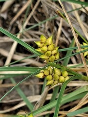 Carex pumila