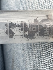 Anchomenus quadratus